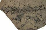 Fossil Conifer (Metasequoia) Plate - McAbee, BC #253938-1
